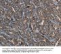 FGF20 Antibody