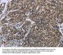 FGF20 Antibody