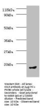 CCL5 Antibody
