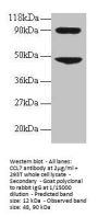 CCL7 Antibody