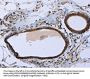 Rabbit anti-human MAPRE3 polyclonal antibody
