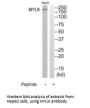 MYLK Antibody
