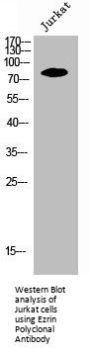 EZR Antibody
