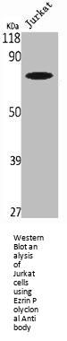 EZR Antibody