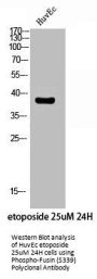 Phospho-CXCR4 (S339) Antibody