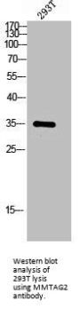 MMTAG2 Antibody