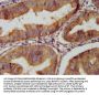 CLU Antibody