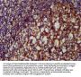 CLU Antibody
