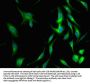 CLU Antibody