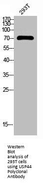 USP44 Antibody