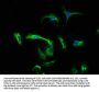 CNTF Antibody
