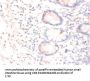 CNTF Antibody