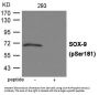 Phospho-SOX9 (Ser181) Antibody