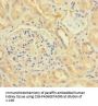 CX3CL1 Antibody