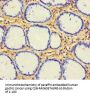 CX3CL1 Antibody