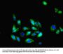 CX3CL1 Antibody