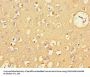 CXCL11 Antibody