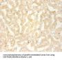 CXCL13 Antibody