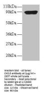 CXCL5 Antibody