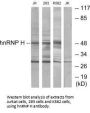 HNRNPH2 Antibody
