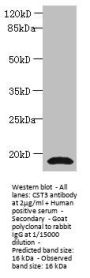 CST3 Antibody