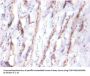 CST3 Antibody