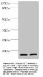 CST3 Antibody