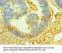 CST3 Antibody