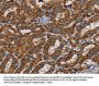 MRPL28 Antibody