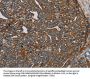 MRPL28 Antibody