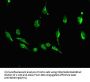 DKK1 Antibody