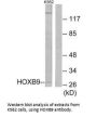 HOXB9 Antibody