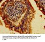 CDH1 Antibody