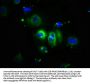 CDH1 Antibody