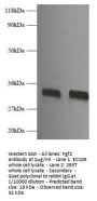 Fgf2 Antibody