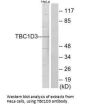 TBC1D3 Antibody