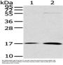 UTS2B Antibody