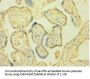 POR Antibody