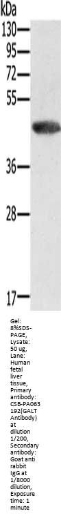 GALT Antibody