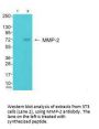 MMP2 Antibody