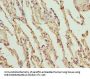 PROCR Antibody