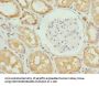 PROCR Antibody