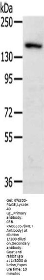 MET Antibody