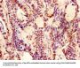 EPO Antibody