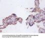 FAS Antibody