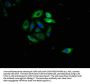 FAS Antibody