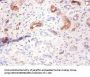 AHSG Antibody