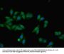 AHSG Antibody