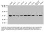ANXA5 Antibody
