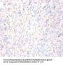 ANXA5 Antibody